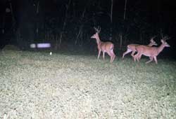 Richmond Virginia deer hunts.