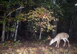Whitetail deer hunting.