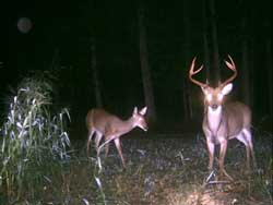 Bow deer hunt.